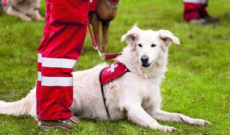 Bild von Rettungshund