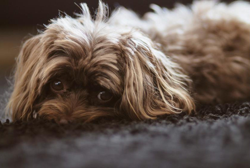 Bild von Angie (meinem Hund)